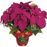 Live Red Poinsettia Plant (Christmas Plant )-In 6.5' Diameter Pot