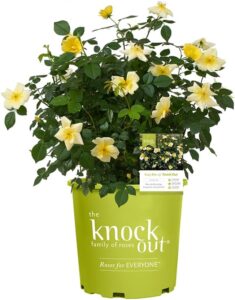 1 Gallon Knock Out Easy Bee-zy Rose Plant with Bright Yellow Flowers