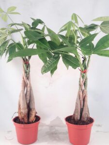 
            2 Live Money Tree Plants        
