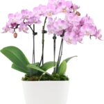 
            4″ Live Pink Orchid        
