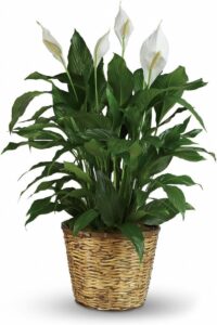 Peace Lily- Spathiphyllum- Stunning Plant for Medium Size Pot (6''-8'')