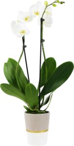 Plants & Blooms Shop PB117 Orchid, 5", White, Long-Lasting Flowers, Pure White Gift for Her, Mom, Wife, 5" Diameter, 25" Tall