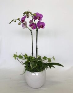 553FO mcLellan Live Orchid Plant, 5" Pot, Pink Flower White Ceramic