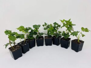 English Ivy 8 Plants In 2 1/4″ Pot        