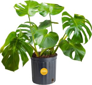 Caring for Monstera Plants