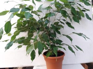  Live Ficus Benjamina in 6″ Pot 