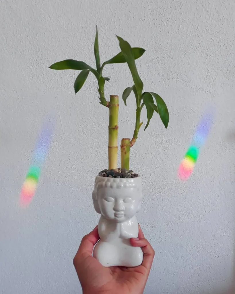 Bamboo Repotting Guide for Healthy Growth 3