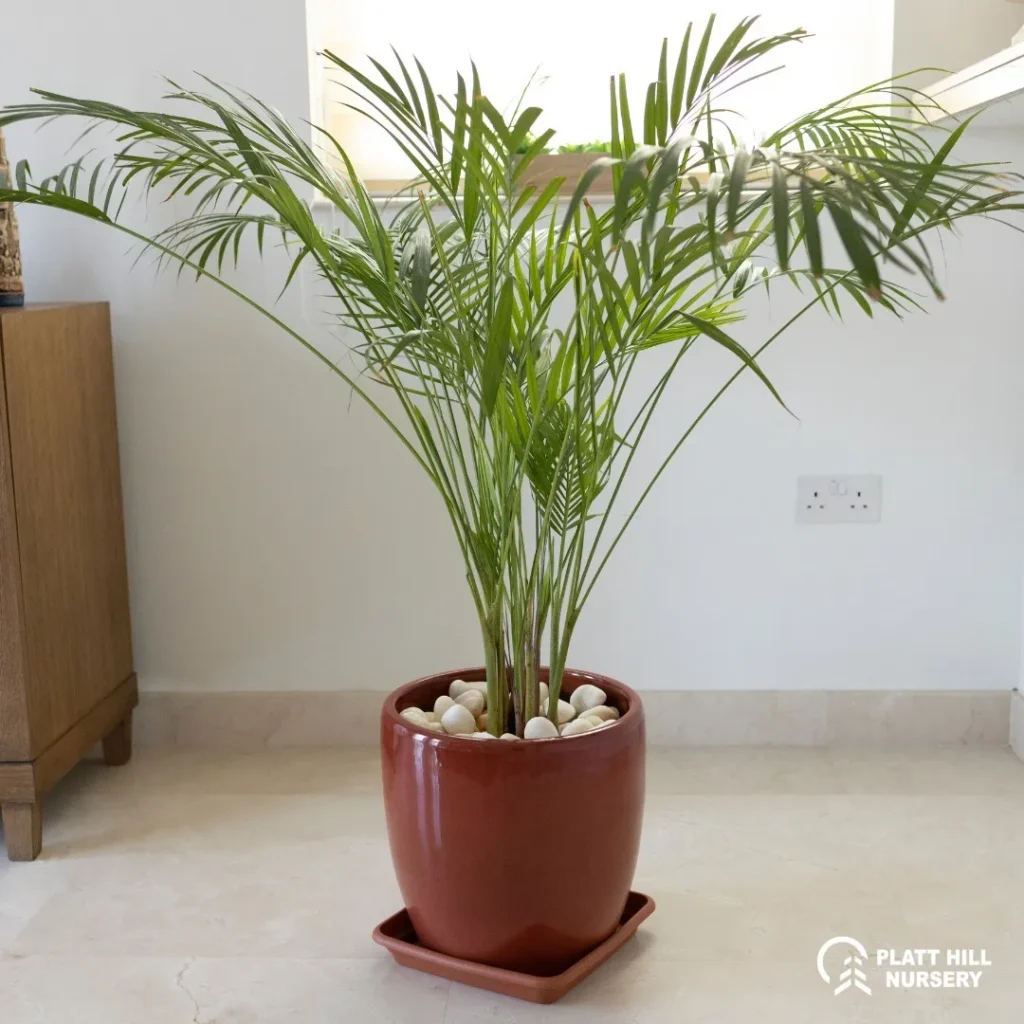 Grow Lush Bamboo Palm Indoors – Easy Care Tips 3
