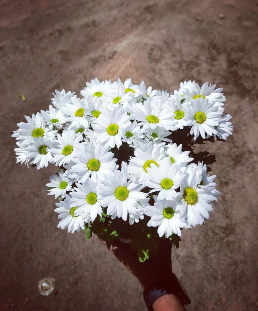 Chrysanthemum Care Guide – Blossom Tips & Tricks 18