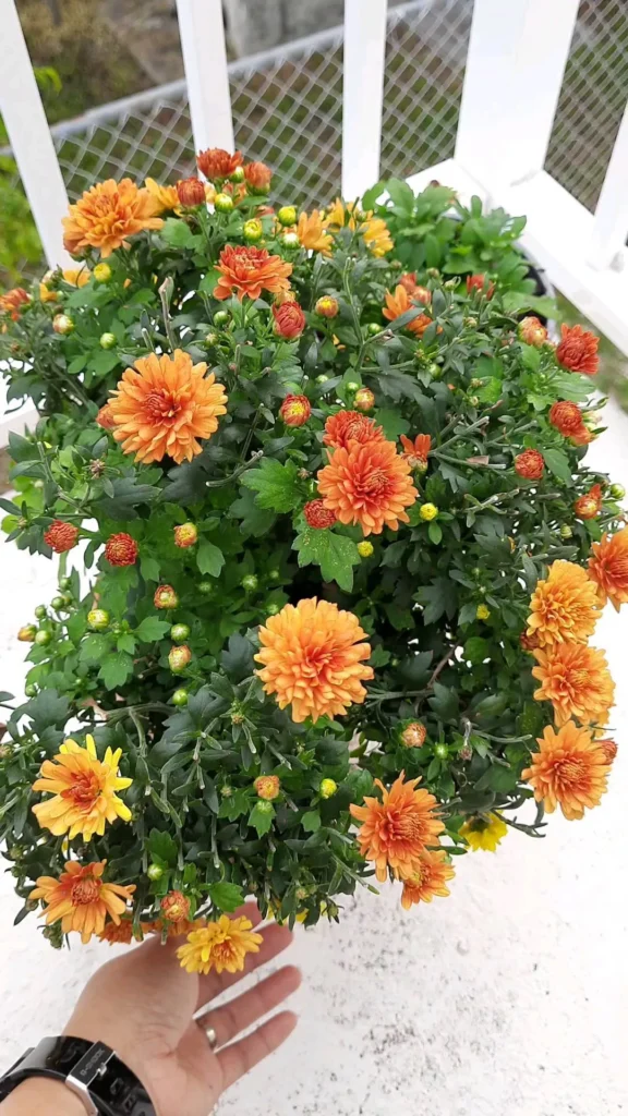 Chrysanthemum Care Guide – Blossom Tips & Tricks 4