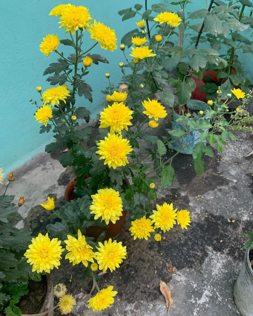 Chrysanthemum Light Requirements