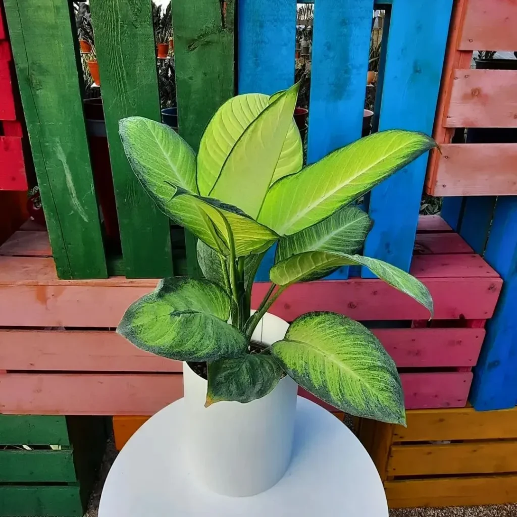 Dieffenbachia Pests and Diseases: Treatment Tips 4