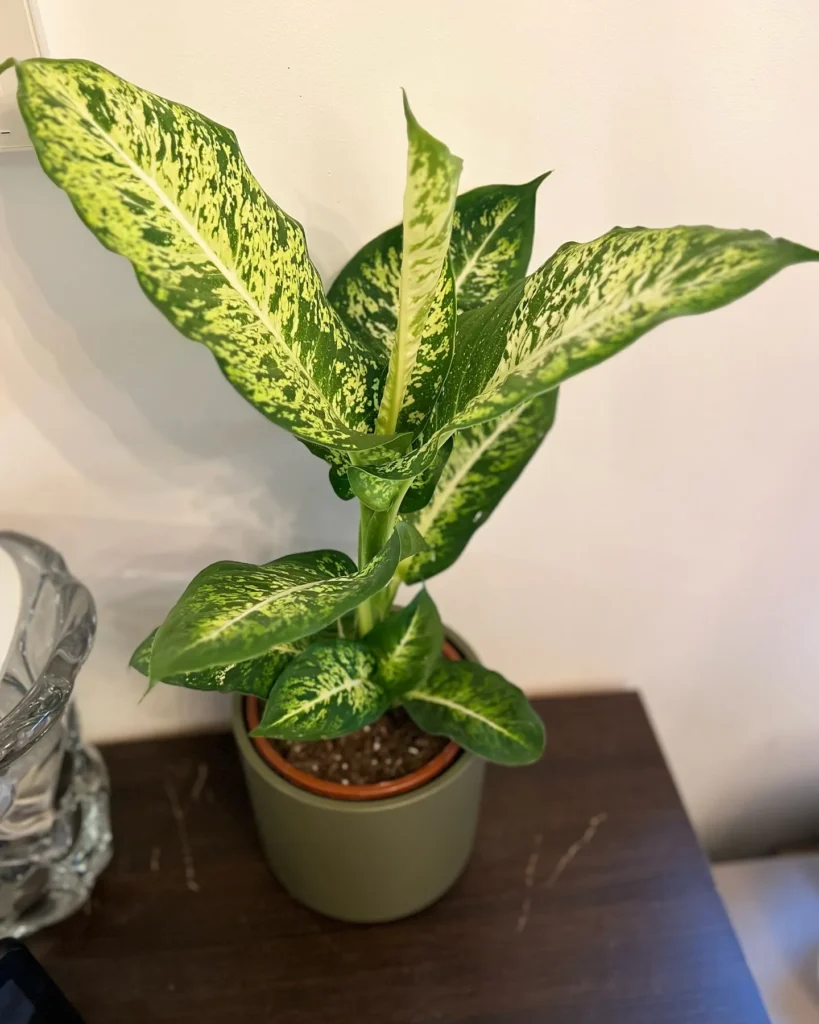 Dieffenbachia Pests and Diseases: Treatment Tips 5