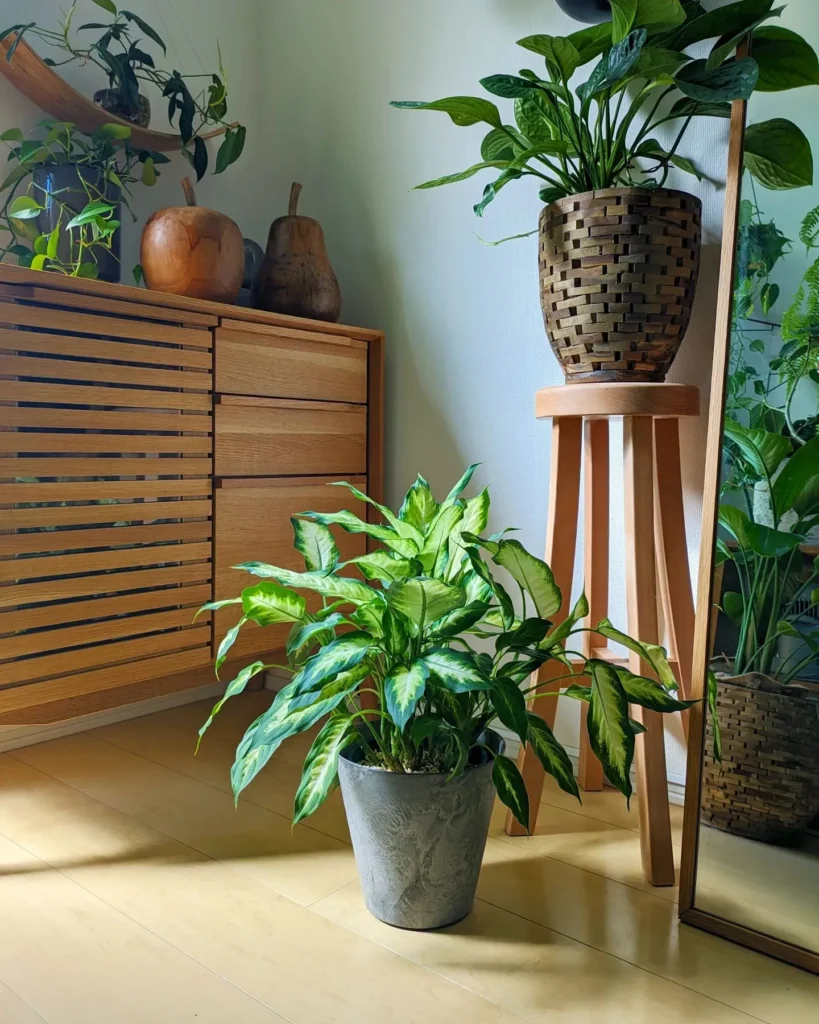 Dieffenbachia Pests and Diseases: Treatment Tips 3