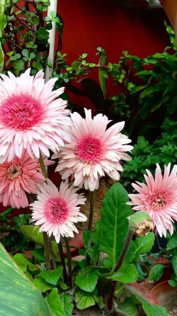 Gerbera Daisy Watering Guide: Lush Blooms Tips 5