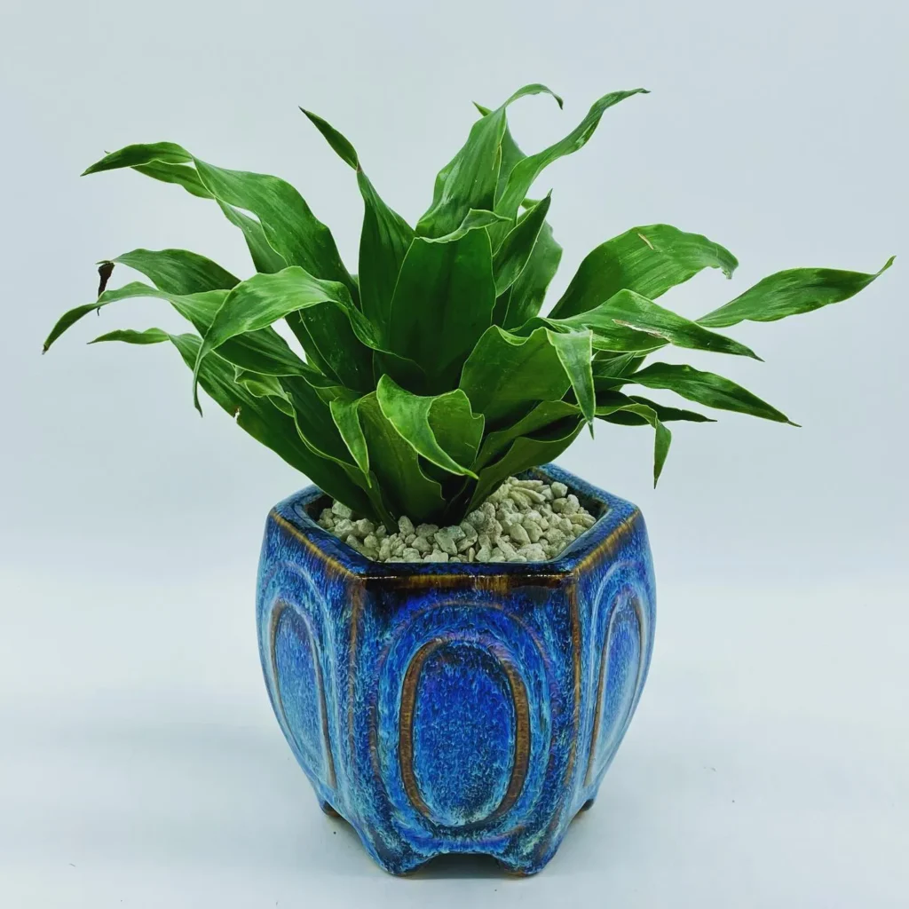 Light Requirements for Janet Craig Dracaena