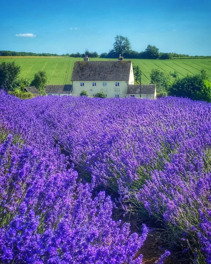 Growing Lavender Indoors – Fragrant Houseplant 37