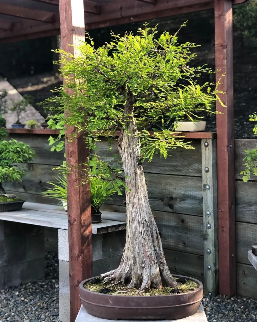 Unleash the Potential: Complete Guide to Bald Cypress Bonsai Care 2