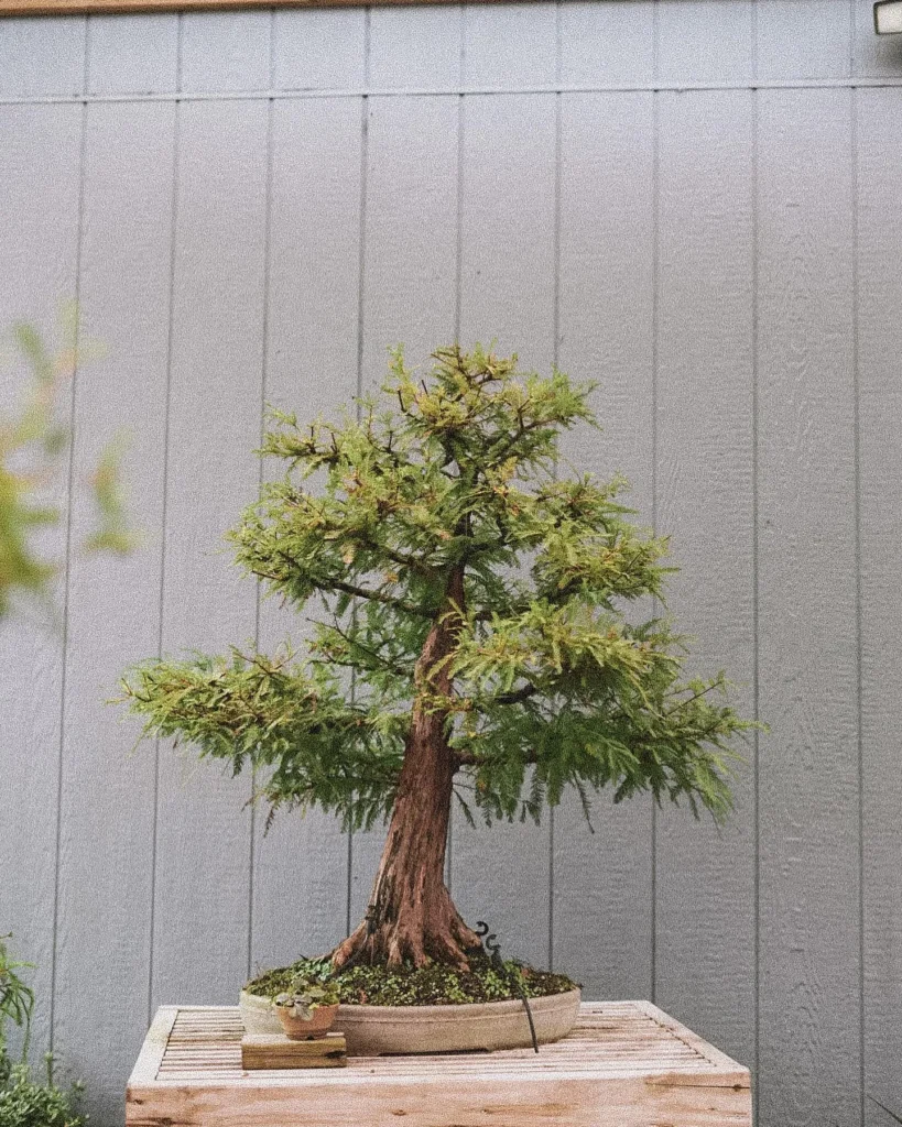 Unleash the Potential: Complete Guide to Bald Cypress Bonsai Care 1