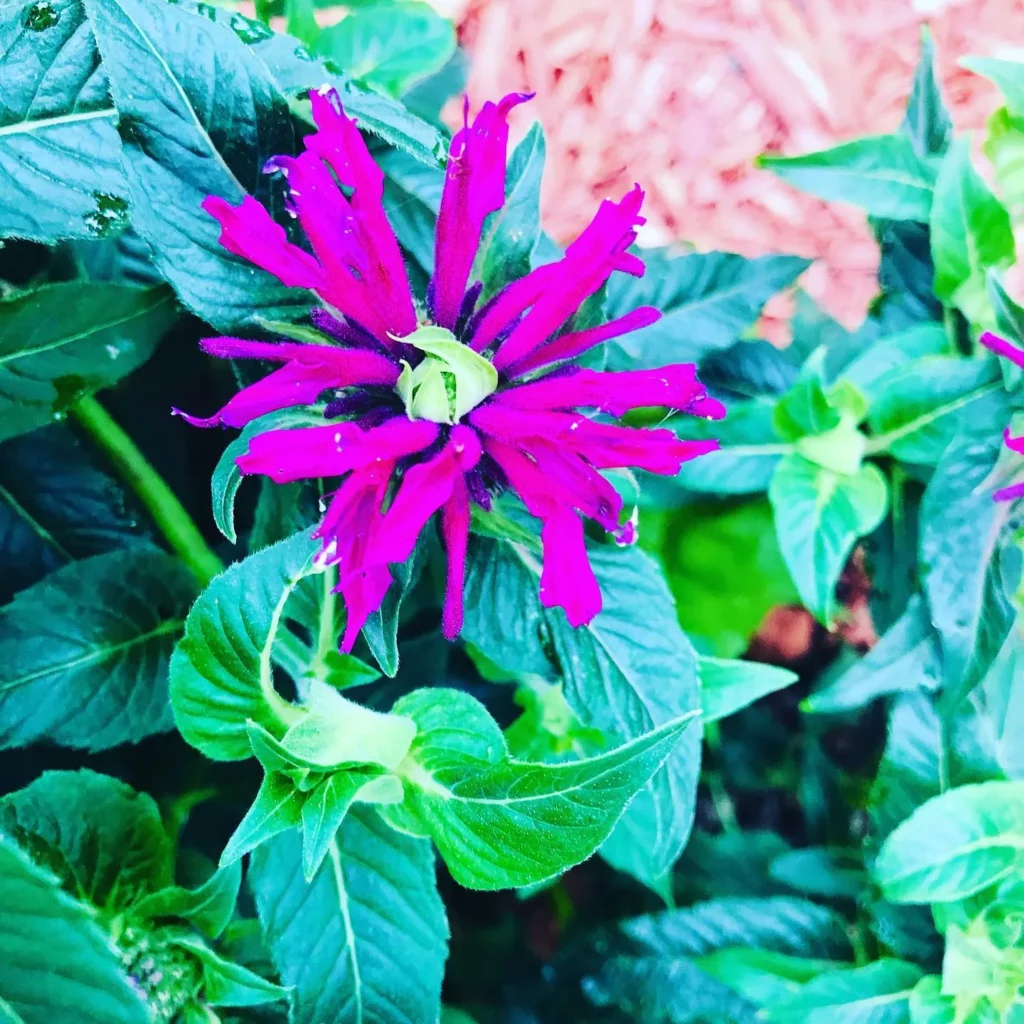 Bee Balm – the Native Flower Everyone Should Have in Their Yard