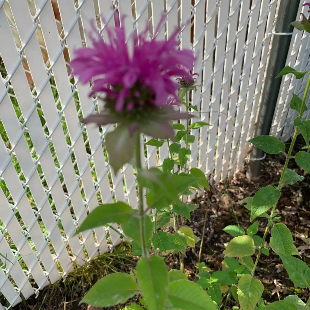 Why Choose Bee Balm for Your Yard?