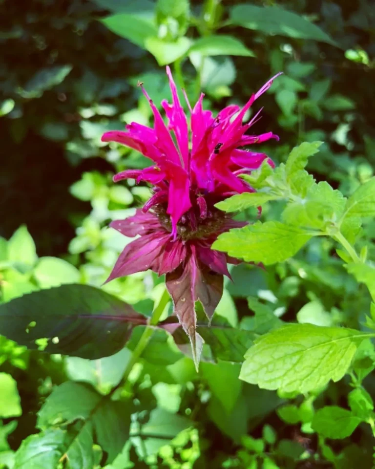 Bee Balm – the Native Flower Everyone Should Have in Their Yard 2