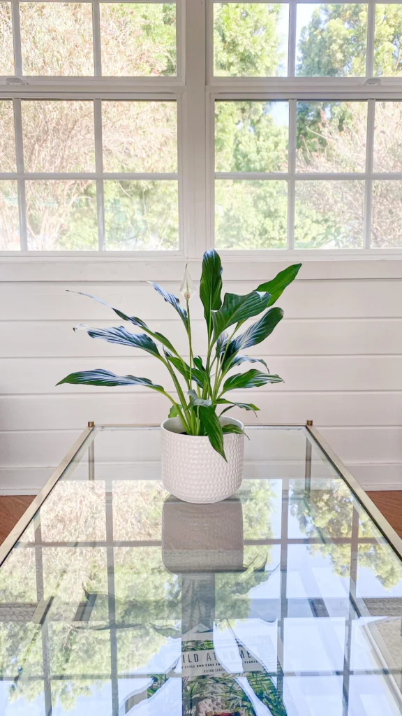 Best_Indoor-Plants_For_Beginners_Peace_Lily4
