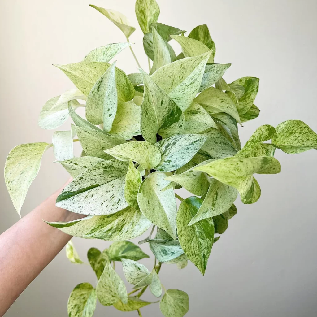 The Ultimate Pothos Care and Variety Guide: With Stunning Photos 7