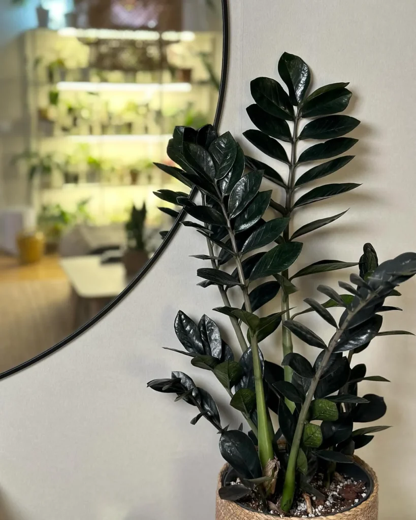 ZZ Plant Care Guide – Growing Indoors Easily (Pictures Below) 1