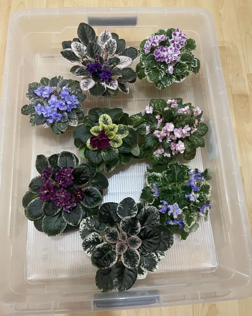 Additional Care for African Violets