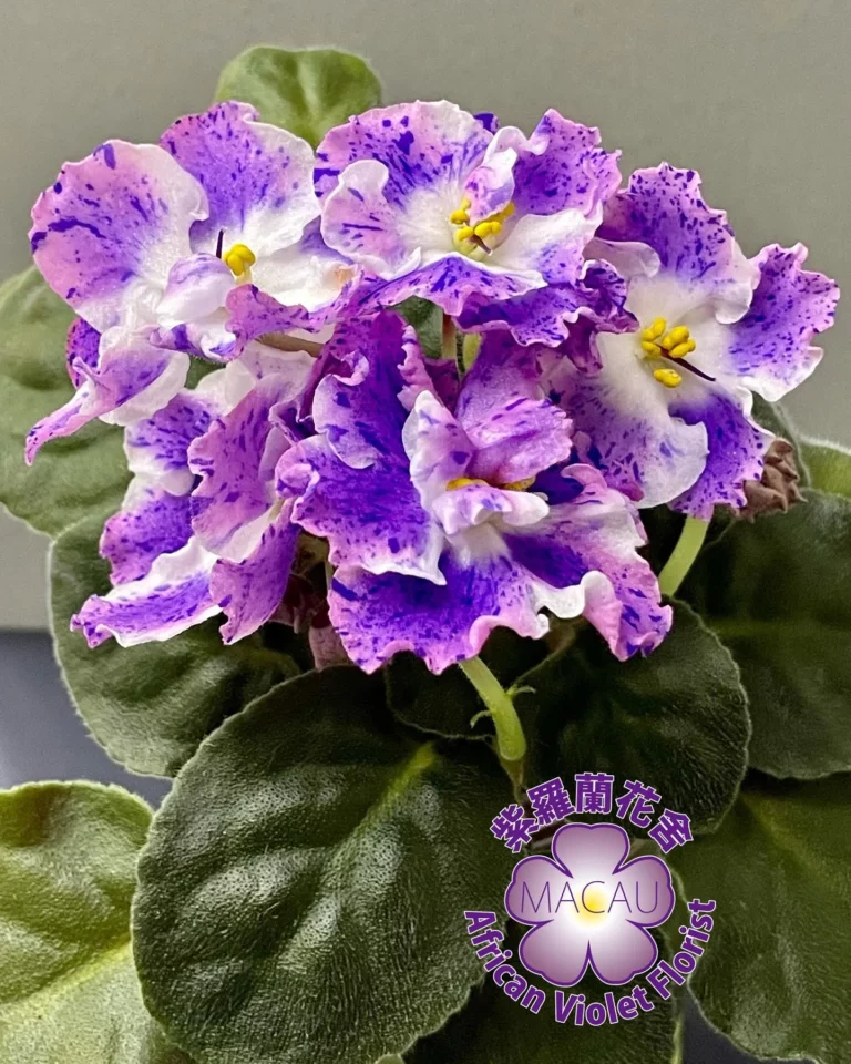 Best_Indoor_Plants_For_Beginners_African_Violet18-768x960