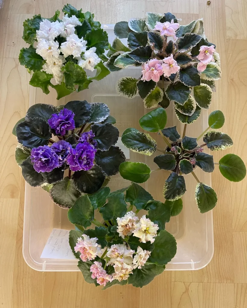 African Violets: How To Care, Get More Blooms & Propagate 1