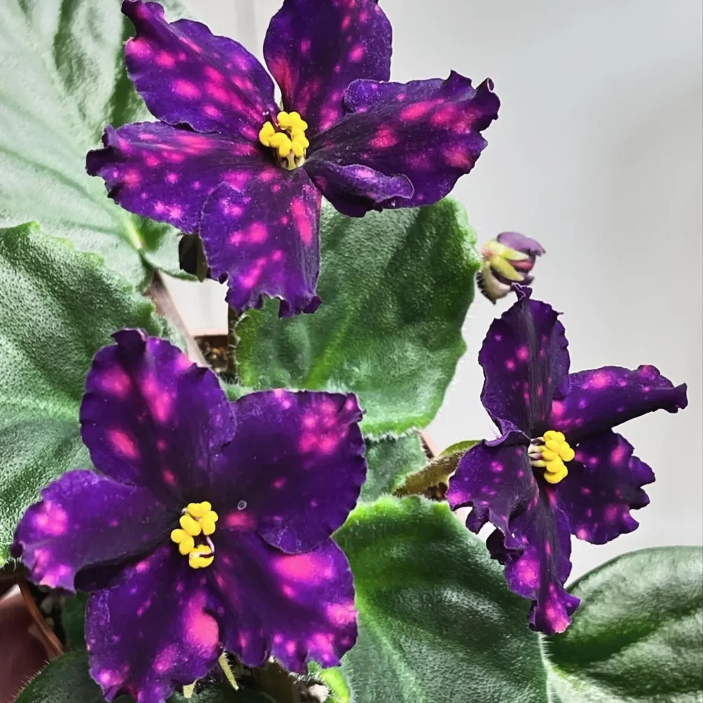 Appearance of African Violets