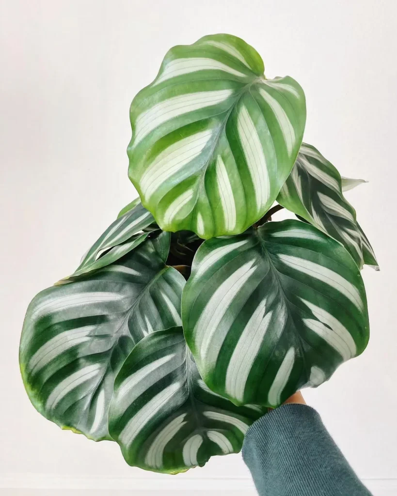 Calathea Pests and Diseases: Prevention Tips 1