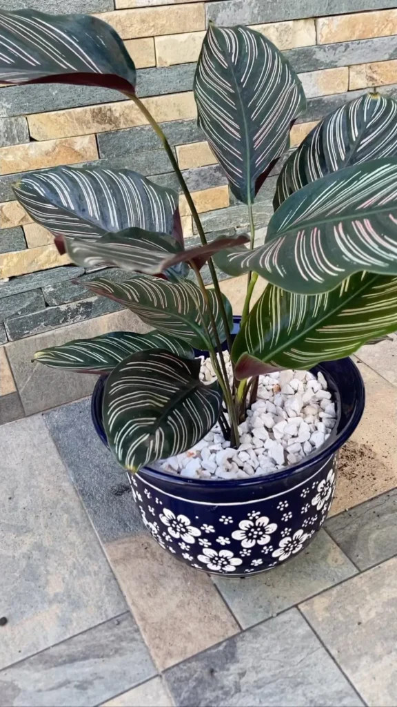 Calathea Pests and Diseases: Prevention Tips 2