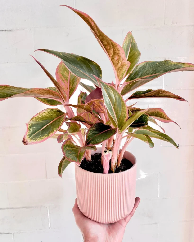 Best_Indoor_Plants_For_Beginners_Chinese_Evergreen1