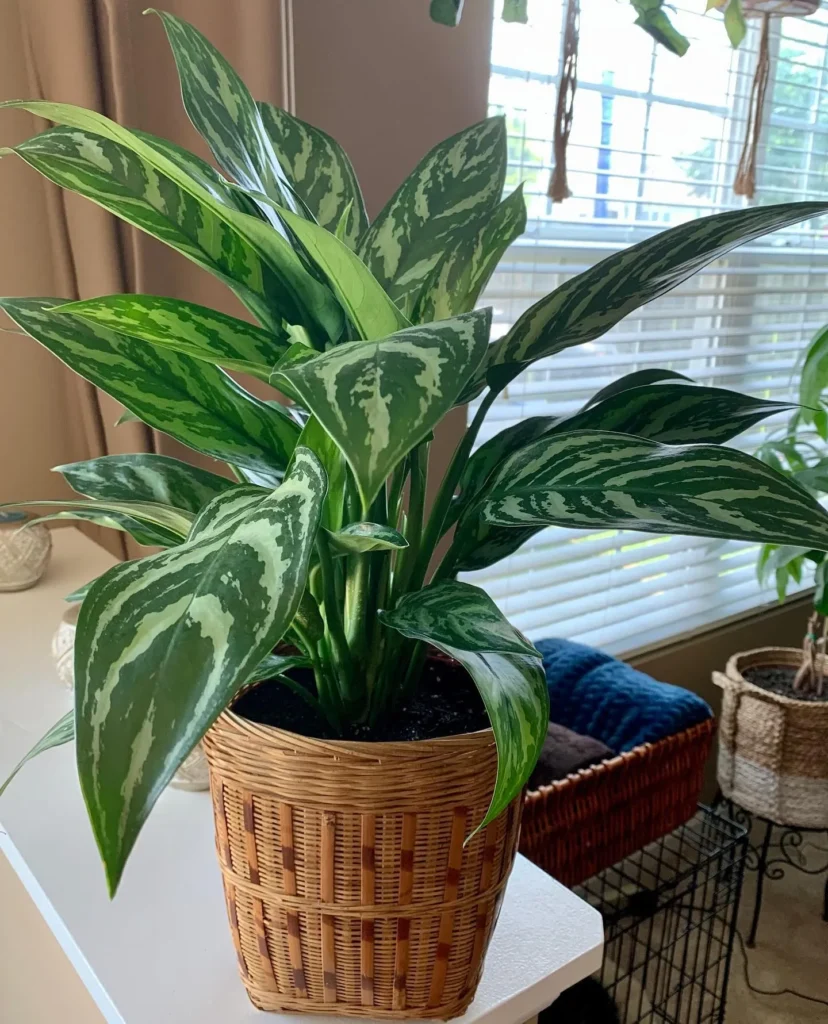 Best_Indoor_Plants_For_Beginners_Chinese_Evergreen11
