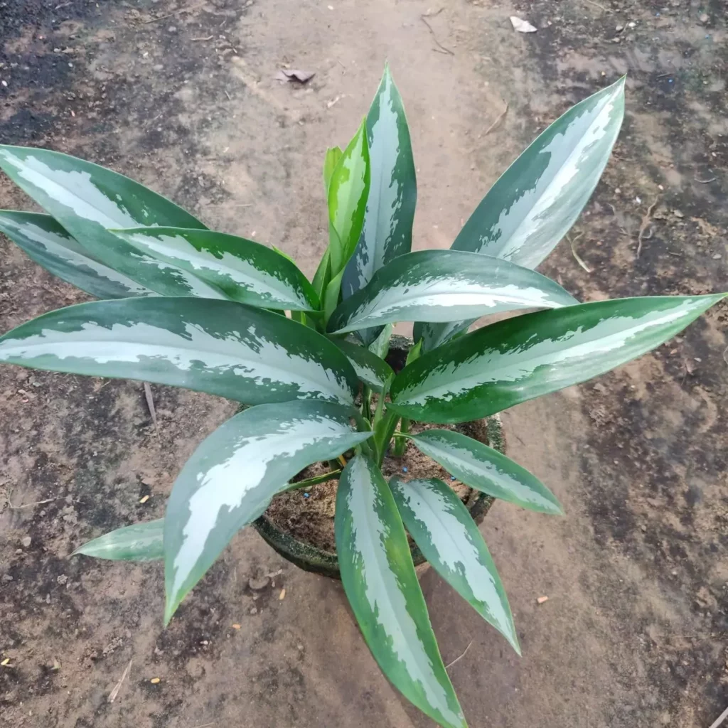 Chinese Evergreen Repotting Guide
