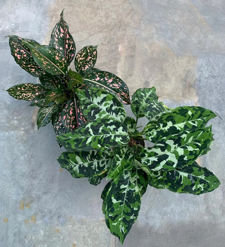 Best_Indoor_Plants_For_Beginners_Chinese_Evergreen6