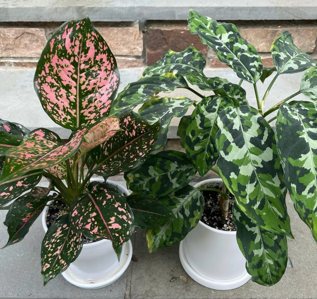 Chinese Evergreen Repotting Guide – Simple Steps 1