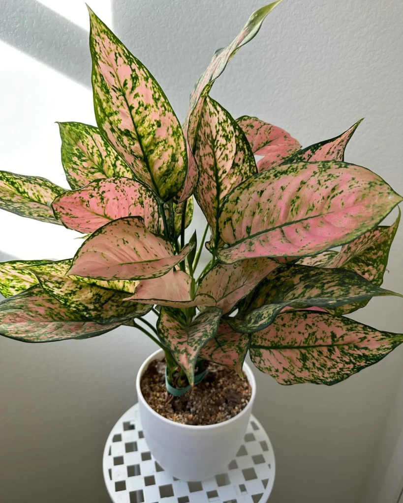Light Requirements for Chinese Evergreen