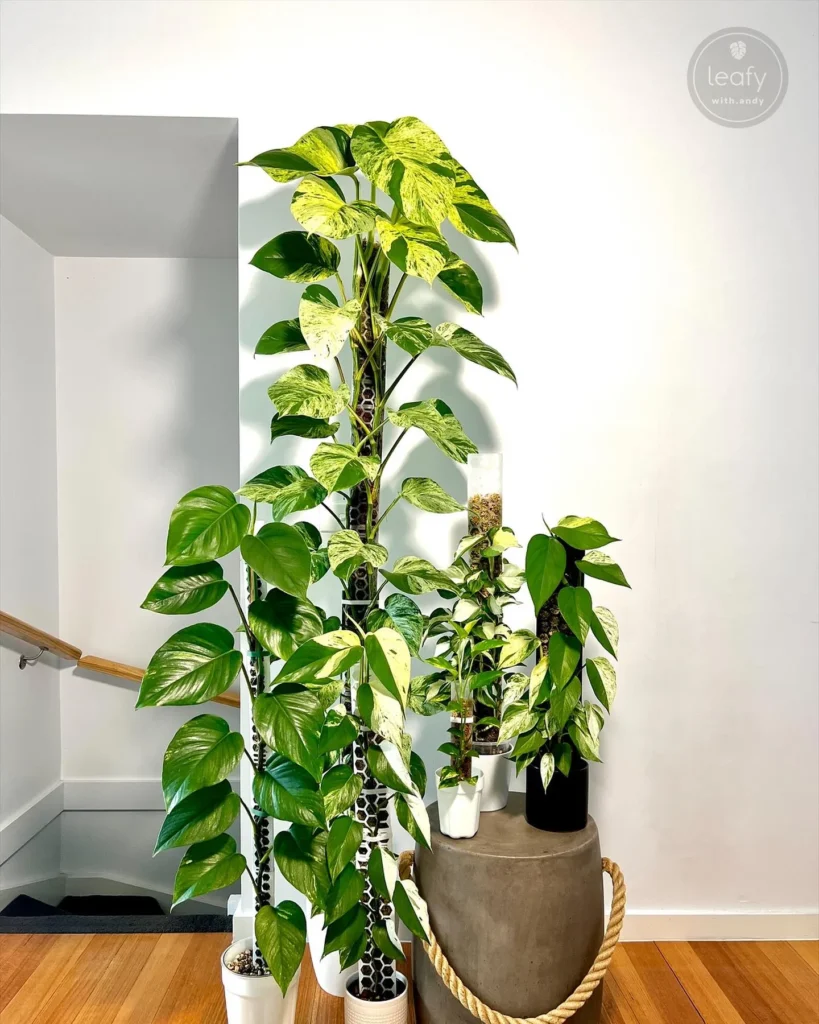 Best_Indoor_Plants_For_Beginners_Golden_Pothos11