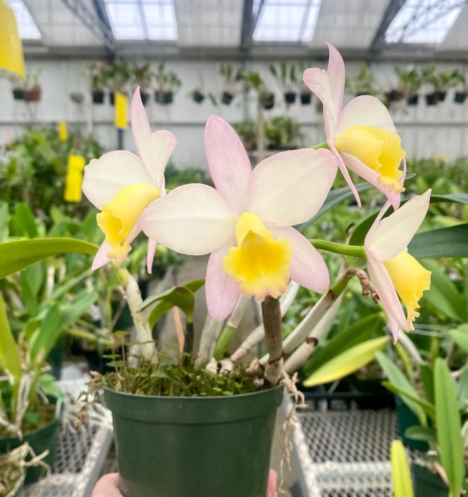 Understanding Orchid Blooming Cycles