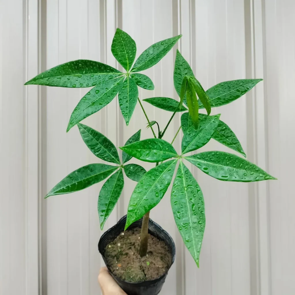 Basic Money Tree Plant Care