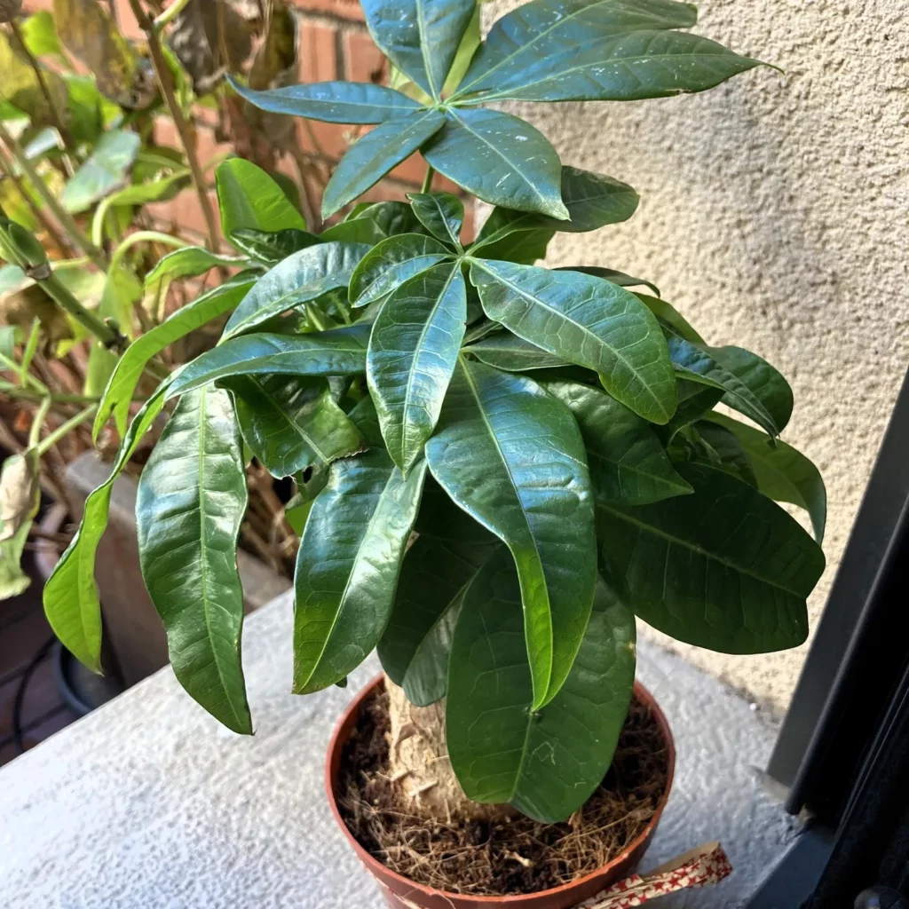 Money Tree Care Tips – The Lucky Indoor Plant! 2