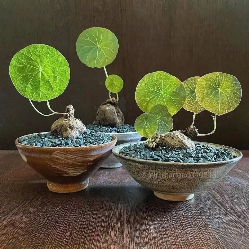 Peperomia Repotting Guide: Simple Steps 3