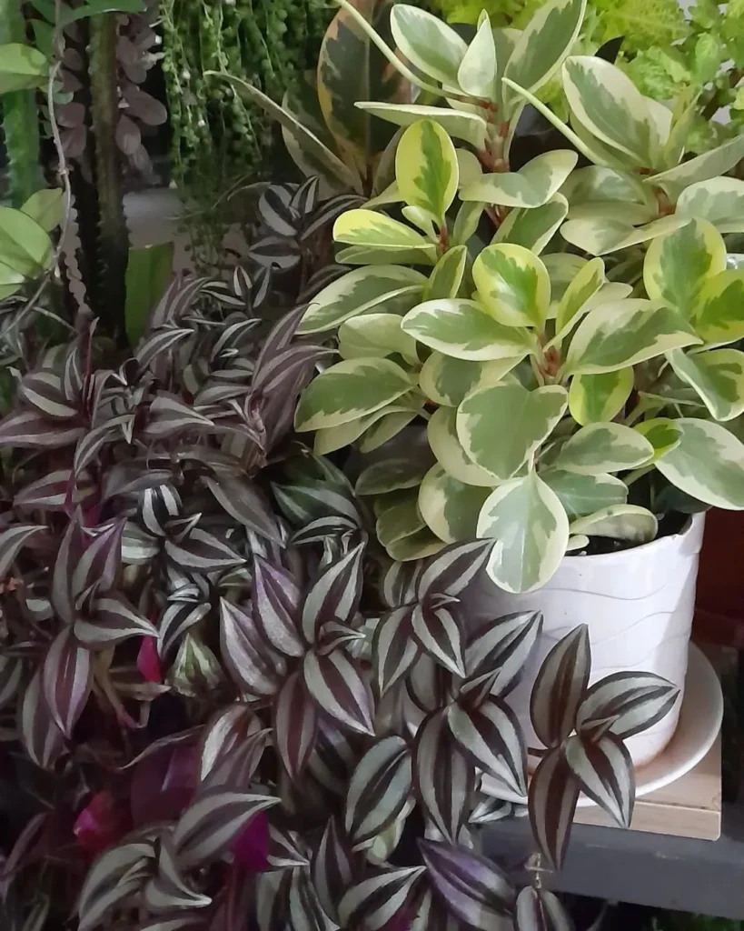 Peperomia Plants