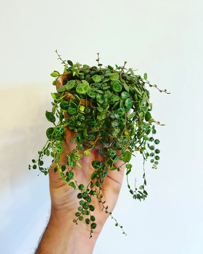 Peperomia Repotting Guide: Simple Steps 6