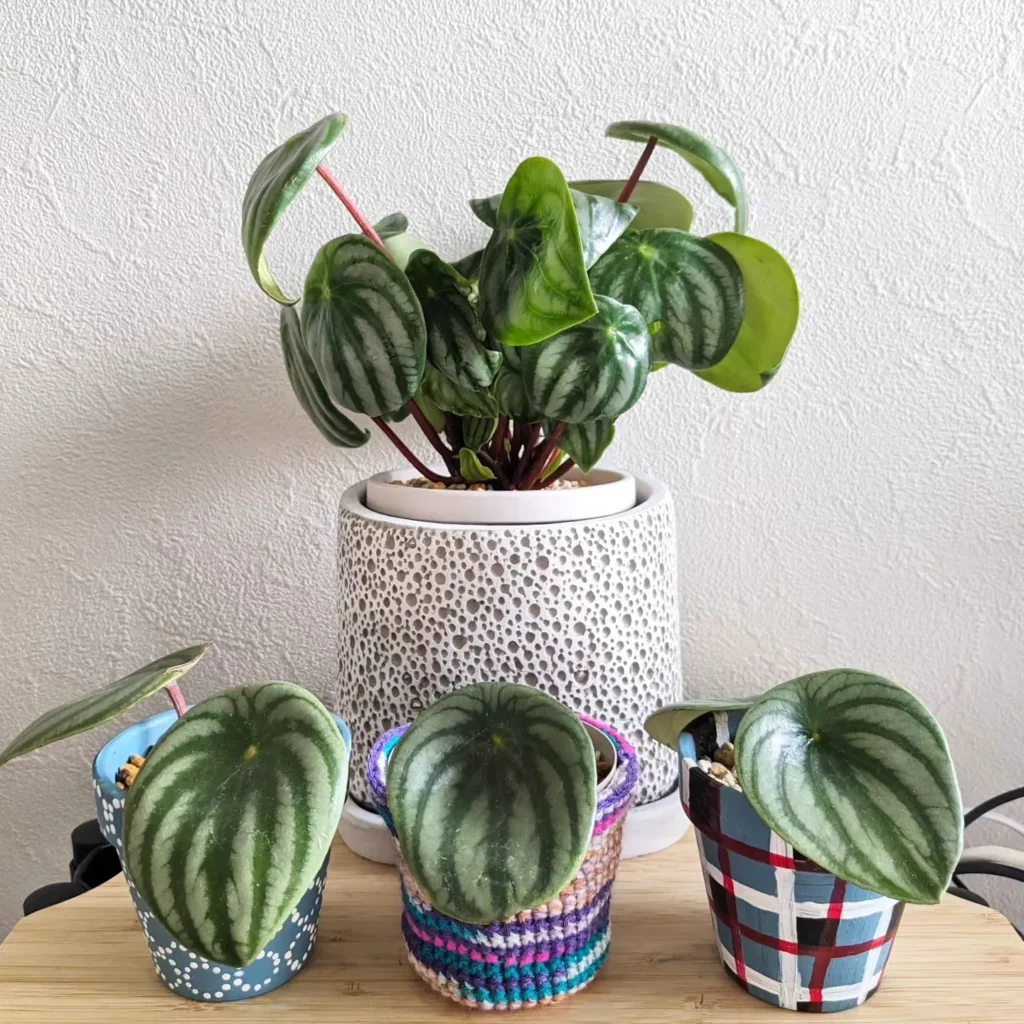 Light Requirements for Peperomia Plants