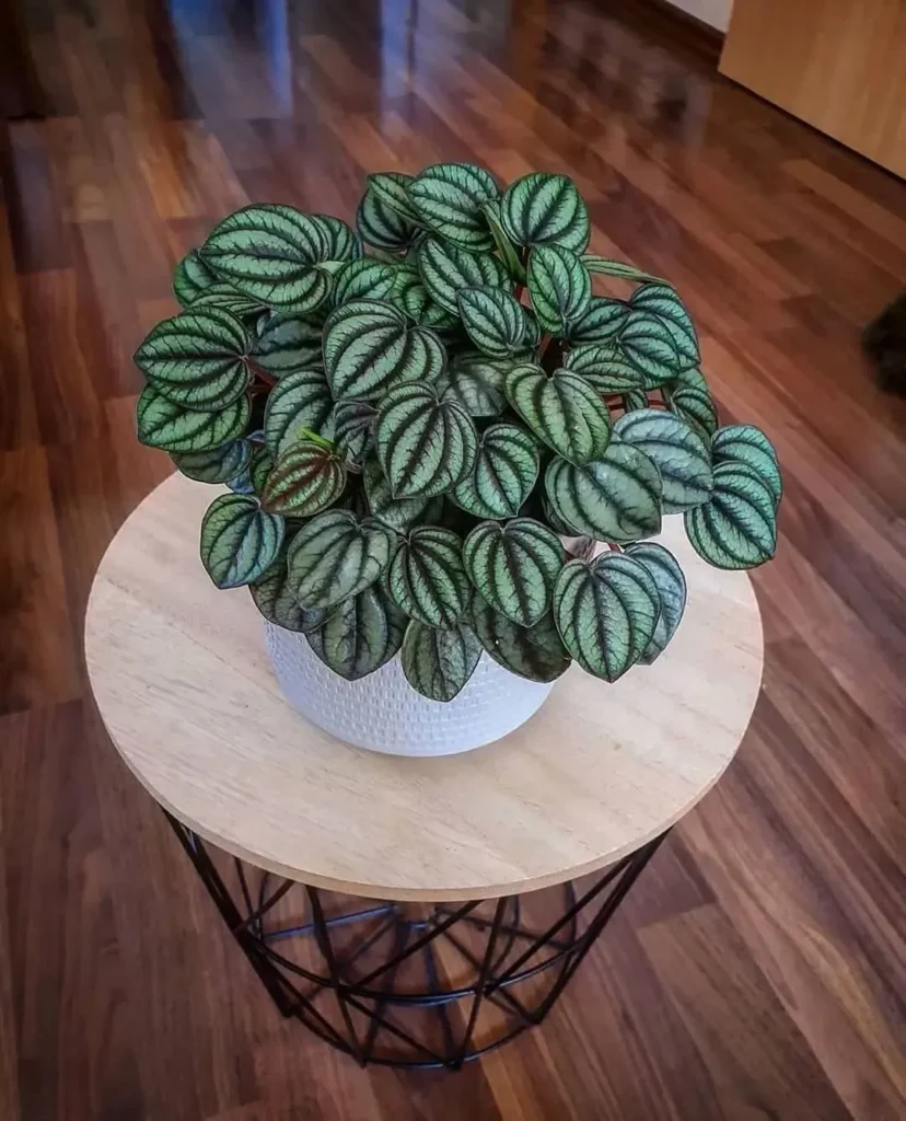 Pests and Diseases Affecting Peperomia Plants